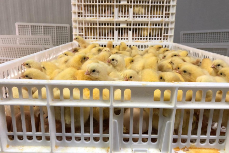 Valley Poultry