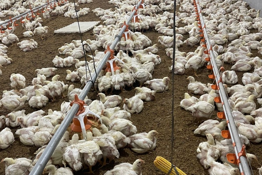Palungtar Poultry